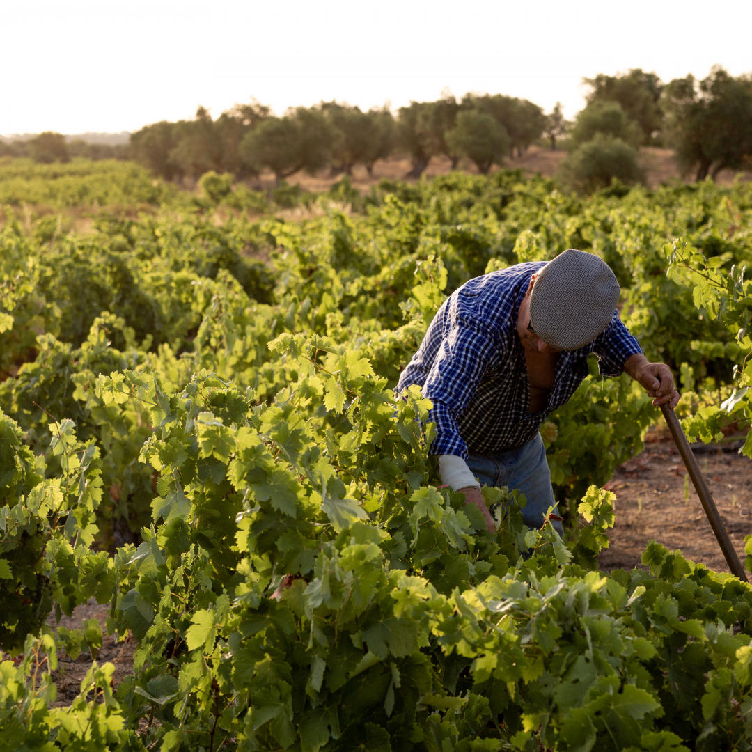 Visite des vignobles centenaires de Vila Alva - Dégustation de 3 vins
